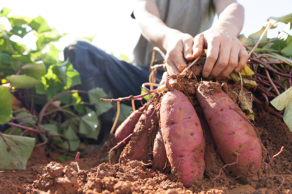 Comment cultiver la patate douce Hortus Focus I mag