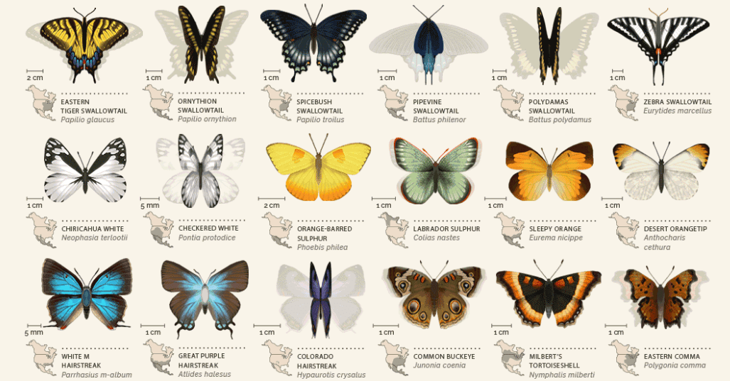 42 North American Butterflies Science Connected Magazine