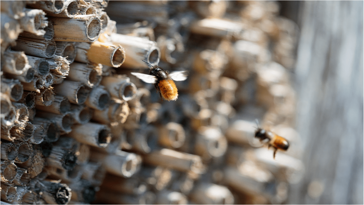mason bees nesting Science Connected Magazine