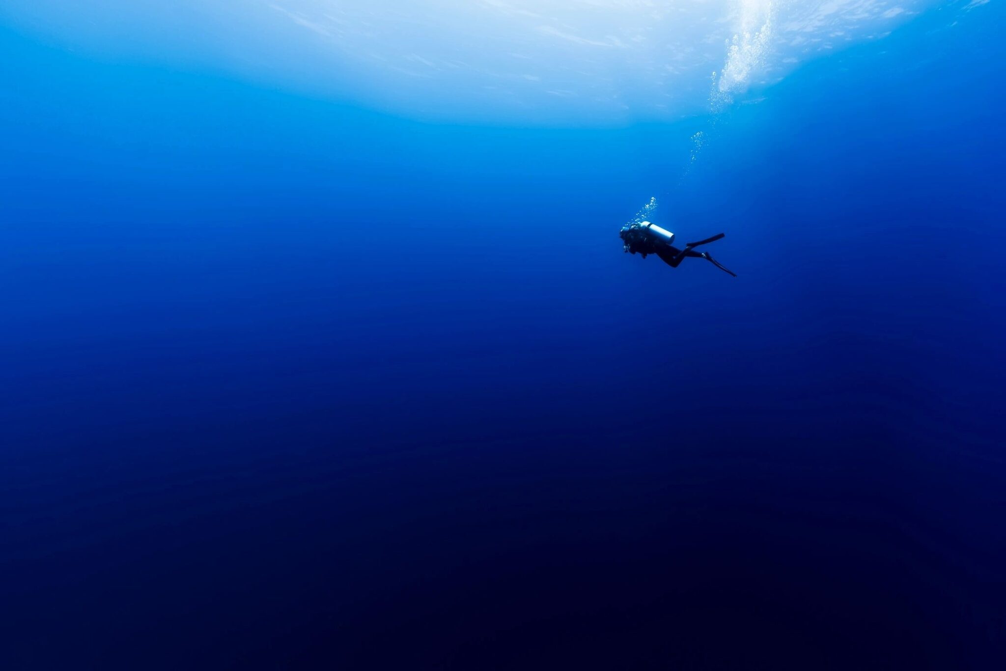 Undiscovered Species of the Deep Sea Can We Find Them? Science