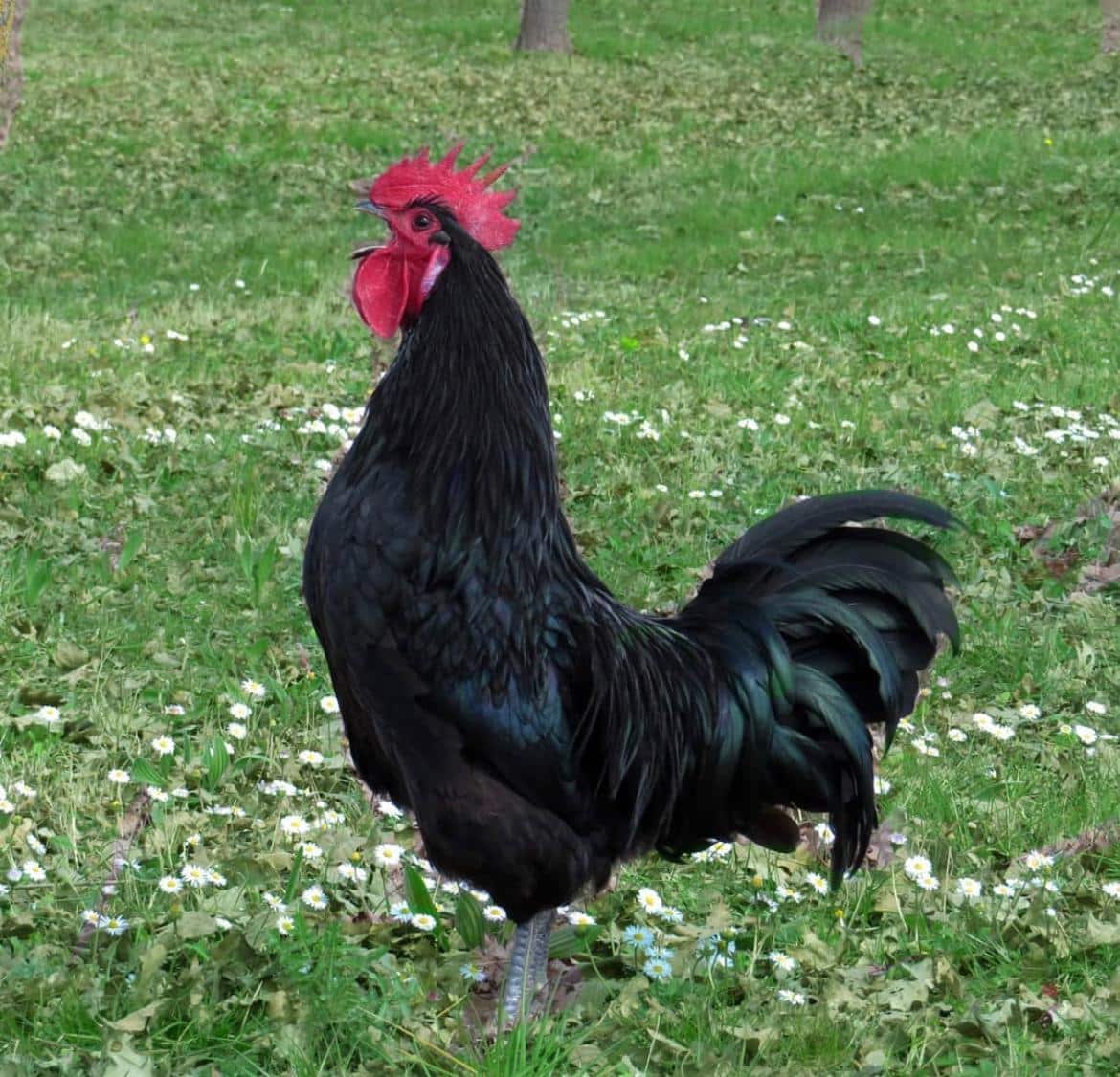 A Black Rooster in Tenuta Torciano Field Torciano Magazine