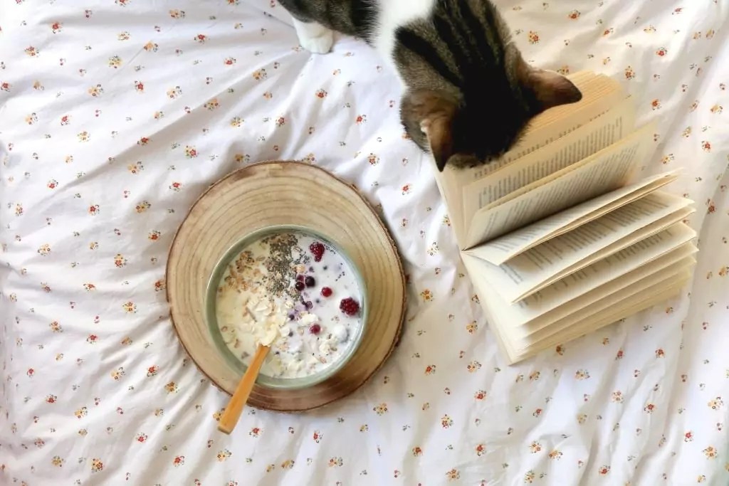 Can Cats Eat Oatmeal? Explained