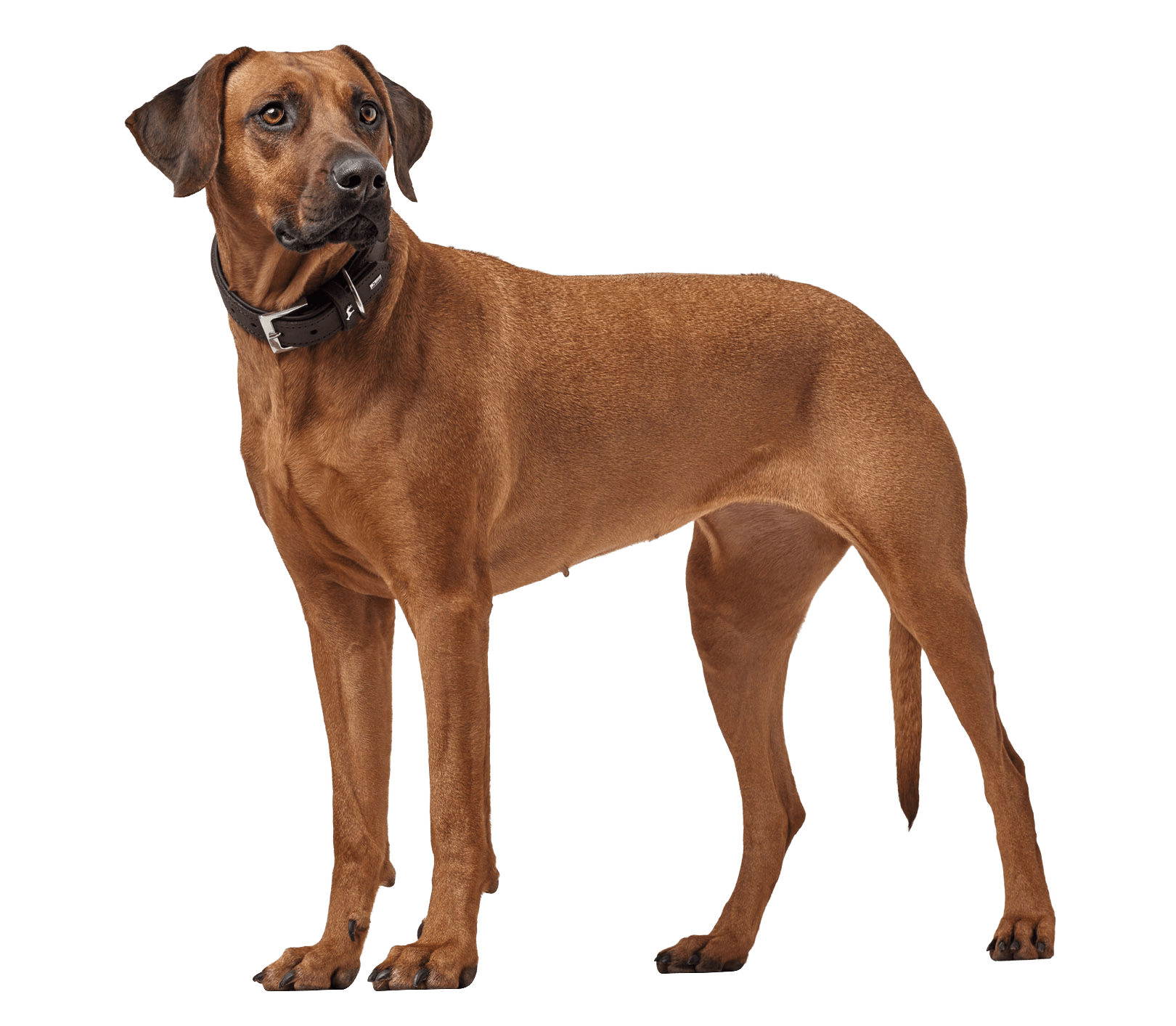 Rhodesian Ridgeback Rasseportrait HUNTER Magazin