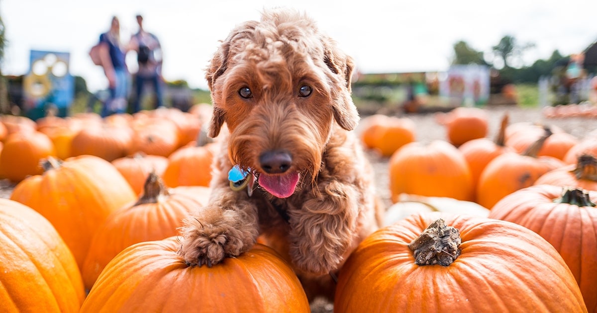 Best Outdoor Activities for Fall