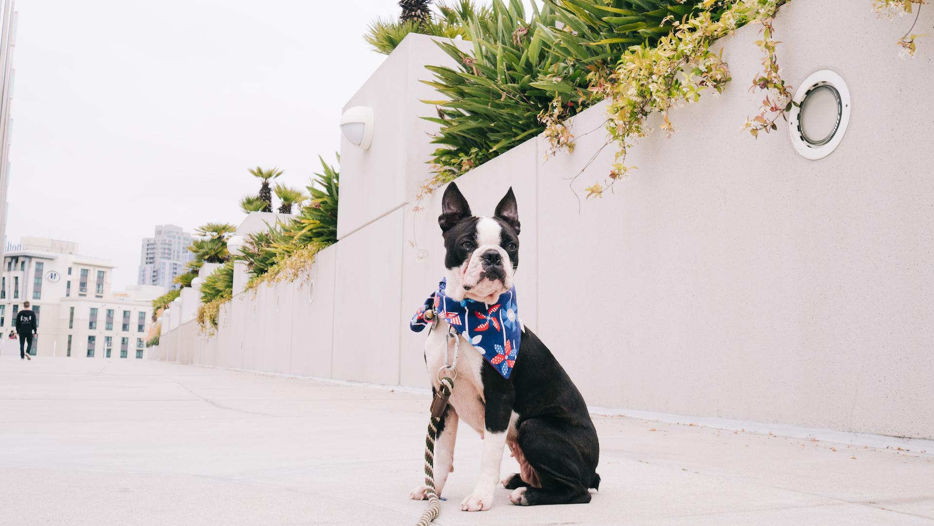 Pregaming for Petco Park's Dog Days of Summer & Barkyard Doggie Box Suites •
