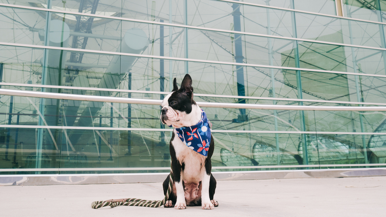 Pregaming for Petco Park's Dog Days of Summer & Barkyard Doggie Box Suites •