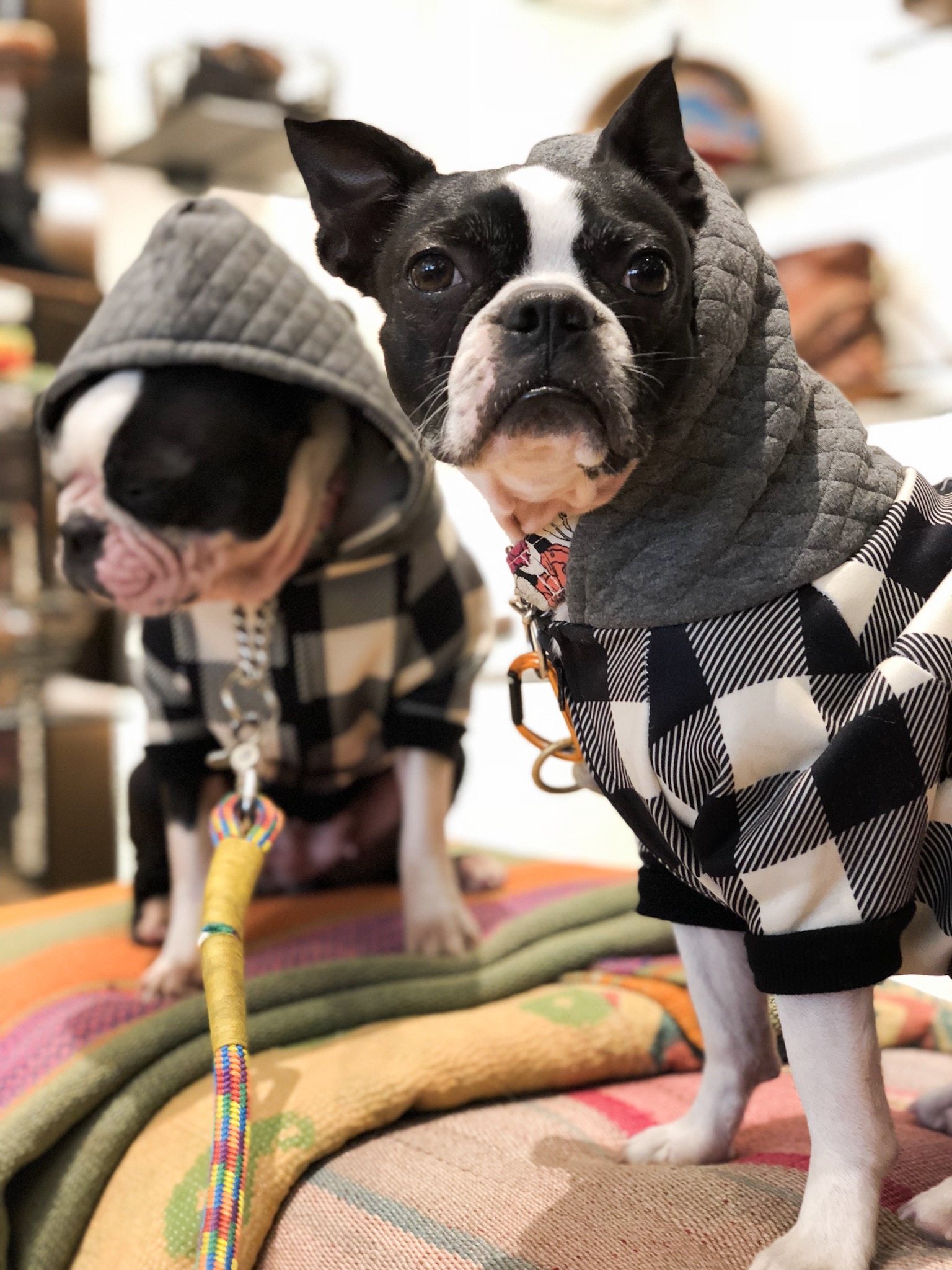 Cozy Hoodies for Boston Terriers •