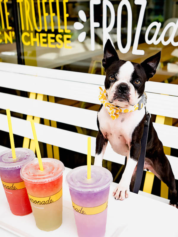 How Much Do Dog Instagrams Make