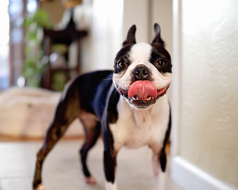 Are Boston Terriers Difficult To Potty Train