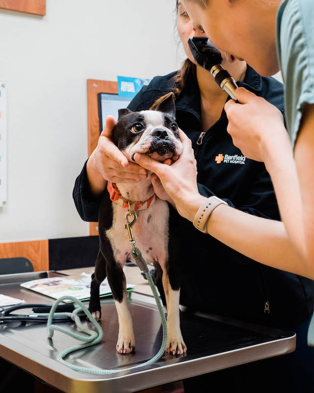 How Much Do Dog Instagrams Make