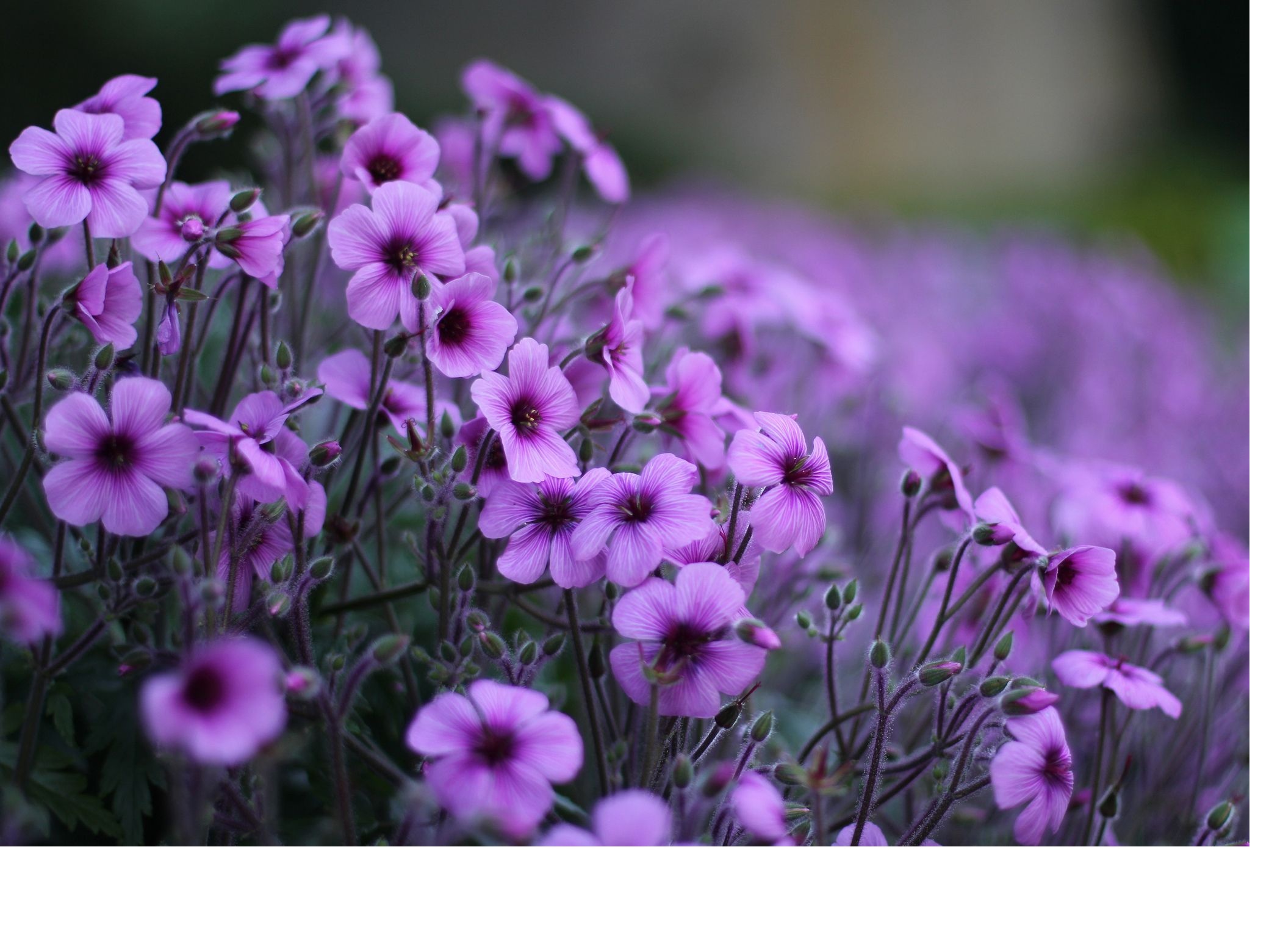 Violet is an aspirin and a flower from which medicinal tea, honey and