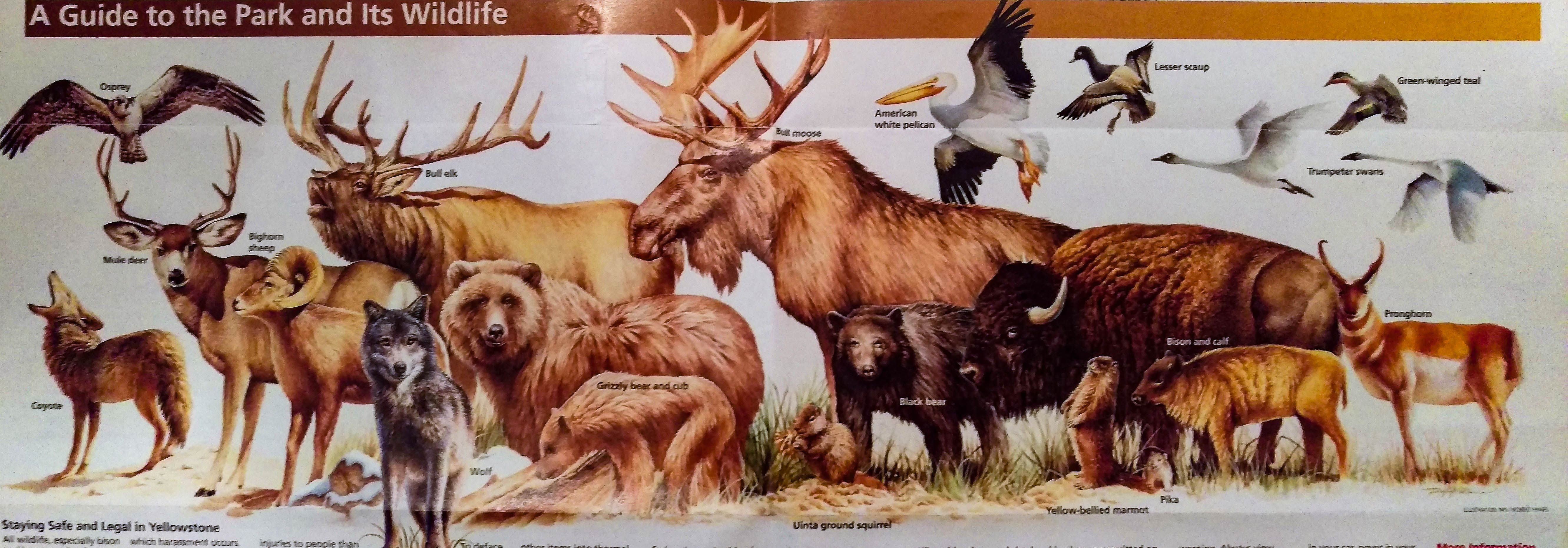 Yellowstone National Park Part 2 A Wildlife Scavenger Hunt Magic