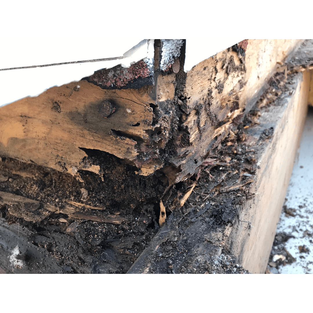 Termite Control Services in Birmingham, AL Magic City Pest Control