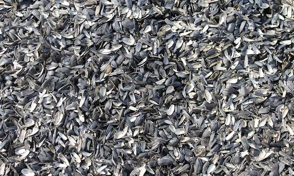 Sunflower husk Меджик Флейм