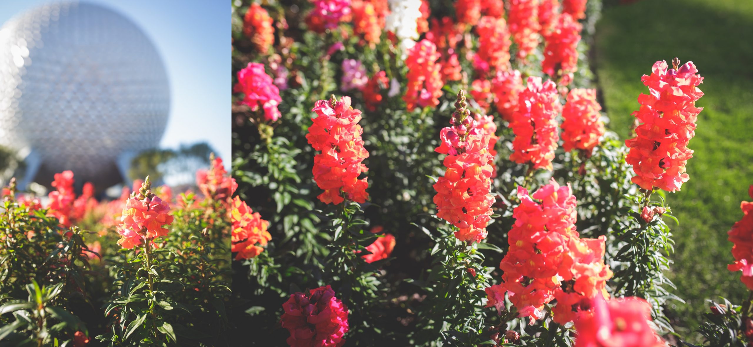 10 of the Best Photo Spots at Epcot Magic for Miles