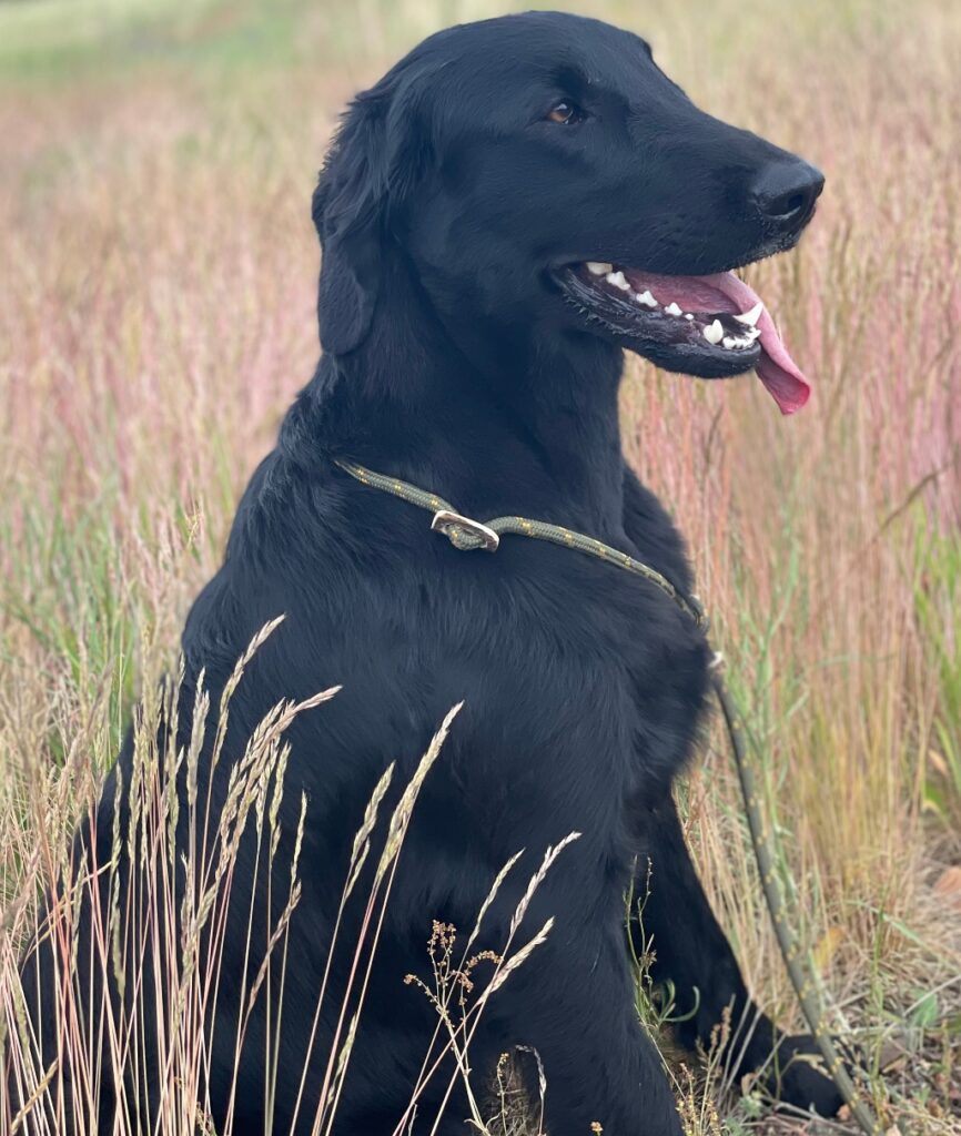 BlogFlat Coated Retriever Flat Coated Retriever Züchter