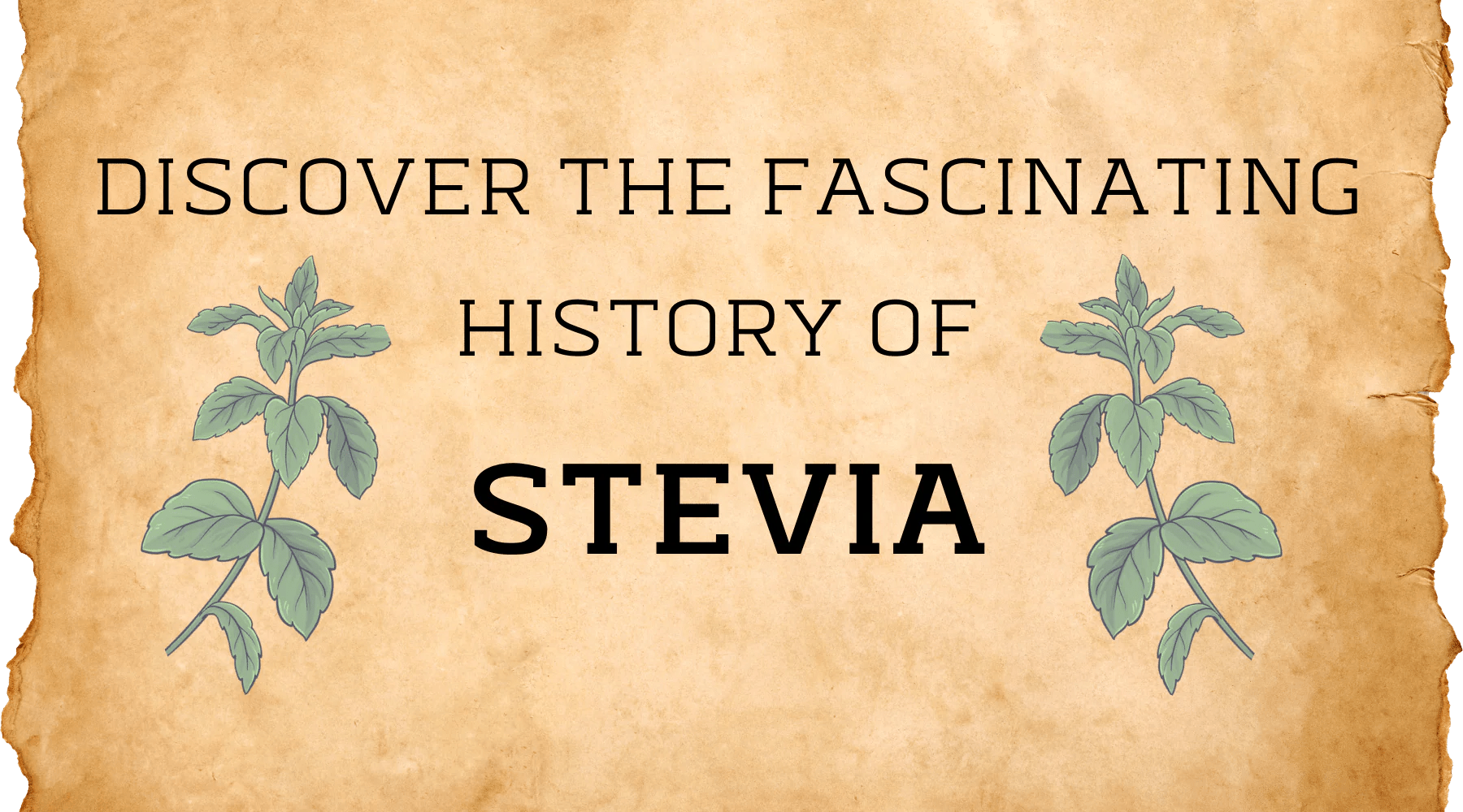 Discover The Fascinating History Of Stevia Magicleaf
