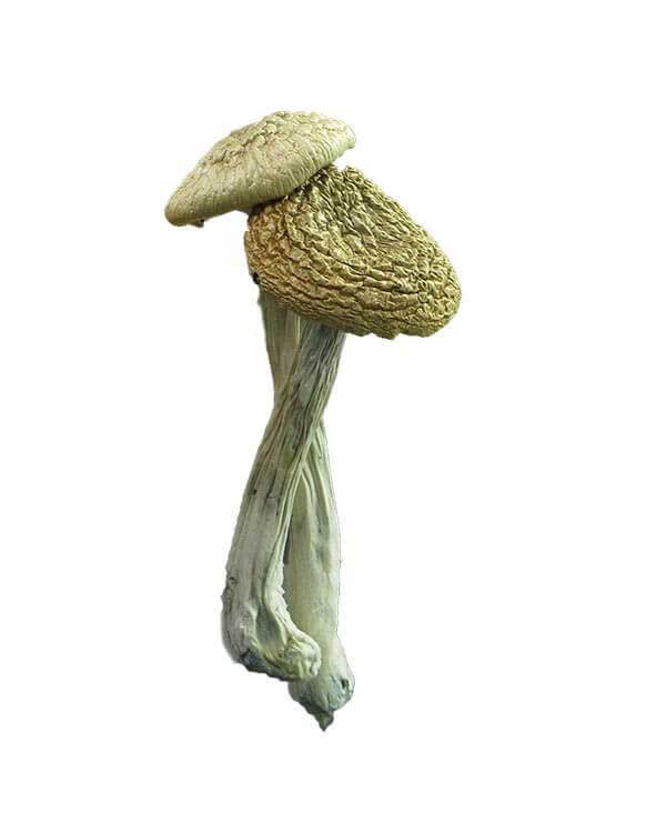 Best Dried Mushrooms To Buy Mushroom That Gets You High