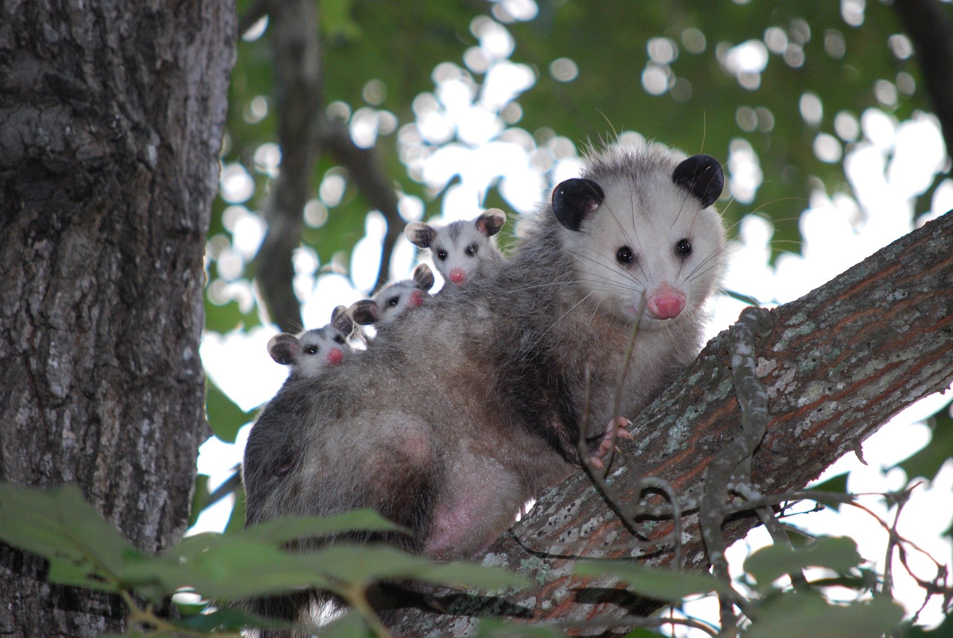 Raccoon Control Opossum Control Austin Pest Control Magic Pest
