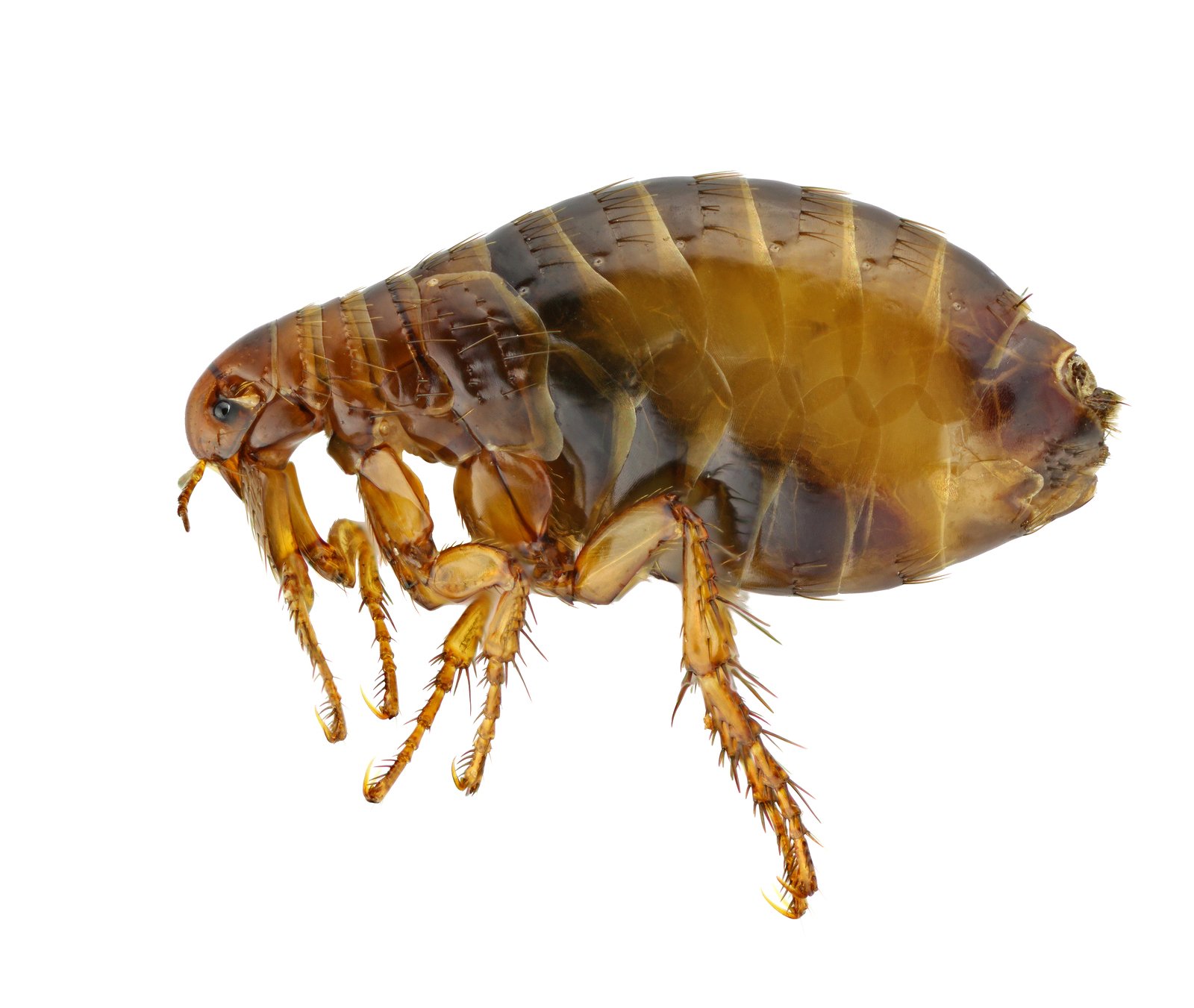 Flea Control Austin Pest Control Magic Pest And Lawn