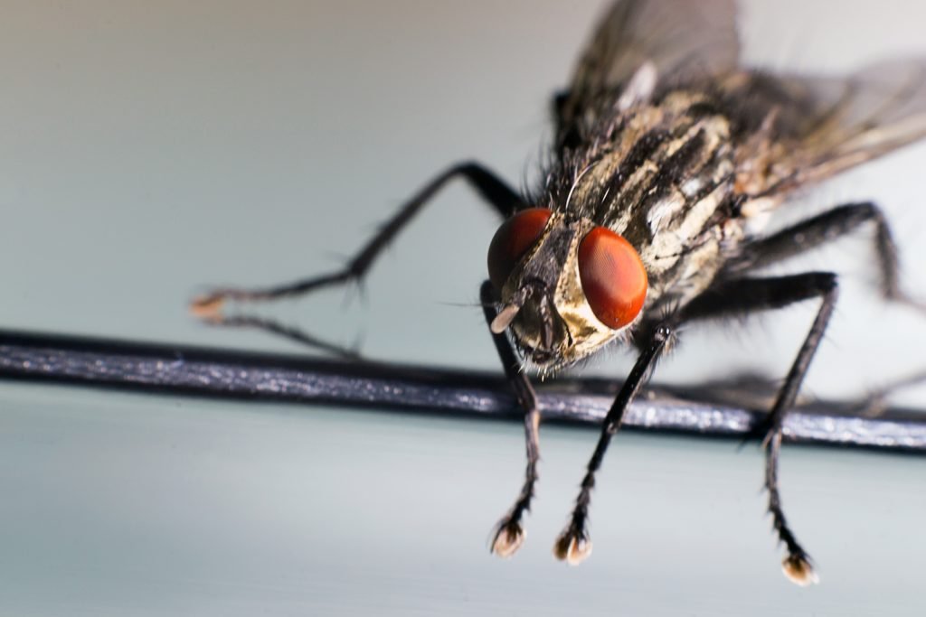 Fly Control Austin Pest Control Magic Pest And Lawn Austin, TX