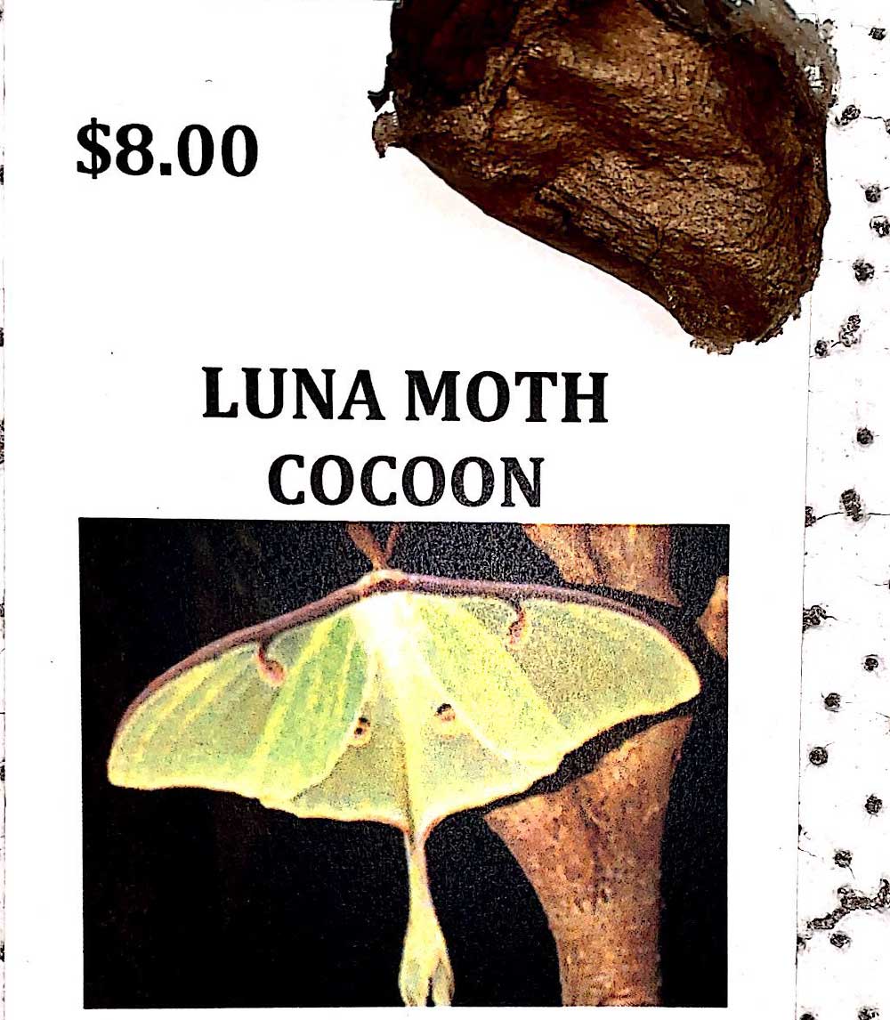 Luna Moth Cocoon