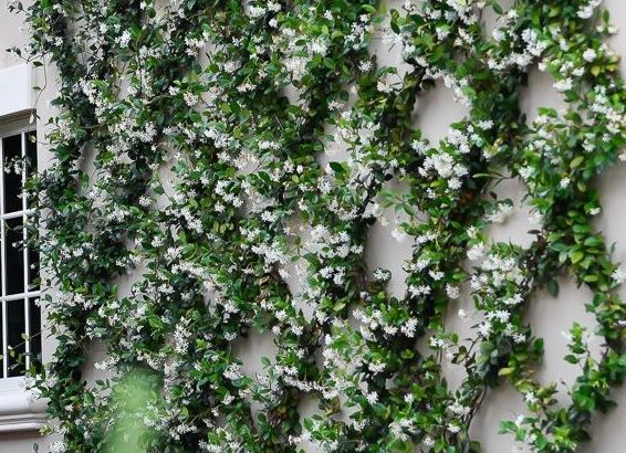 Concession Jasmine Trellis Michael A. Gilkey, Inc.