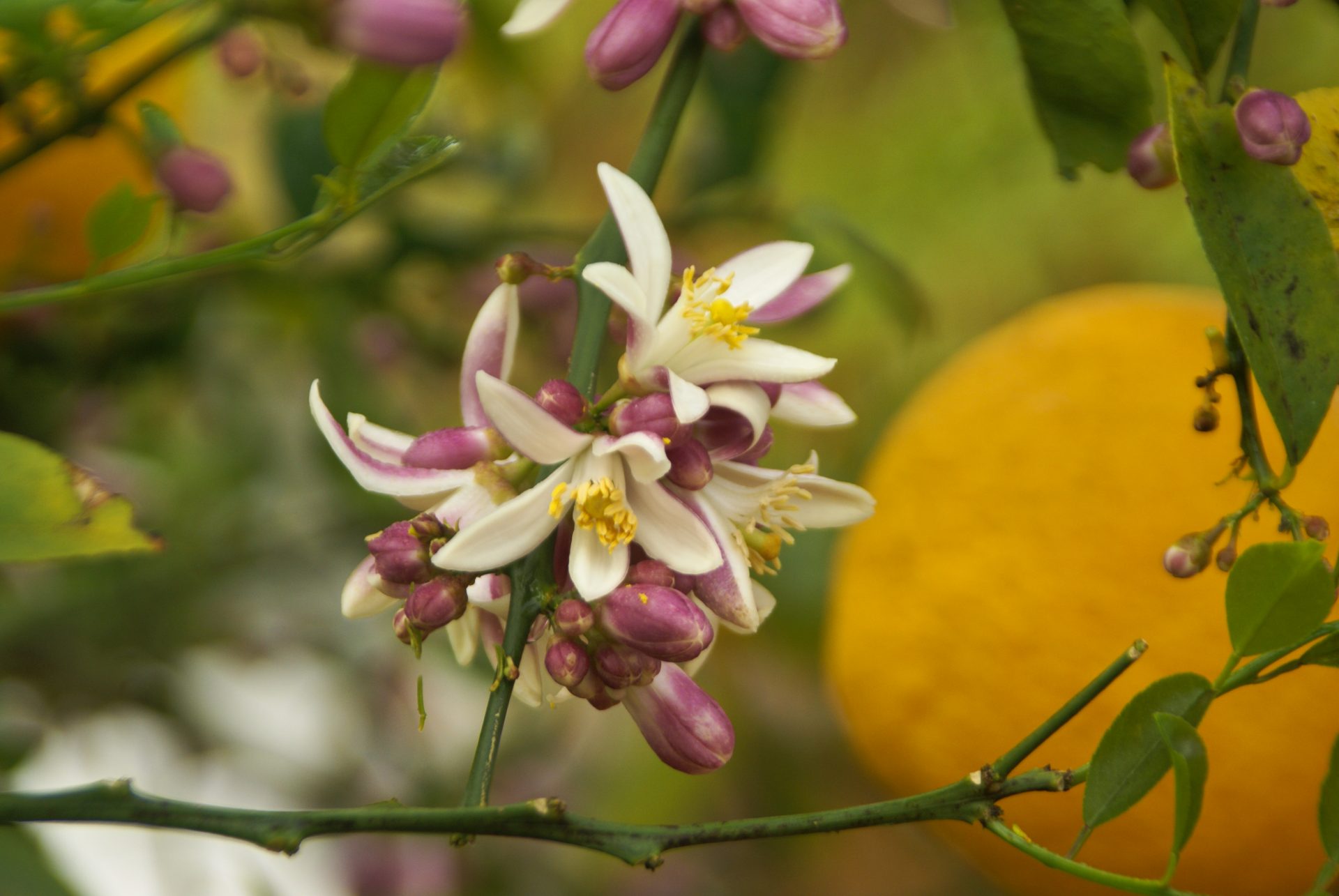 Edibles Archives Michael A. Gilkey, Inc.