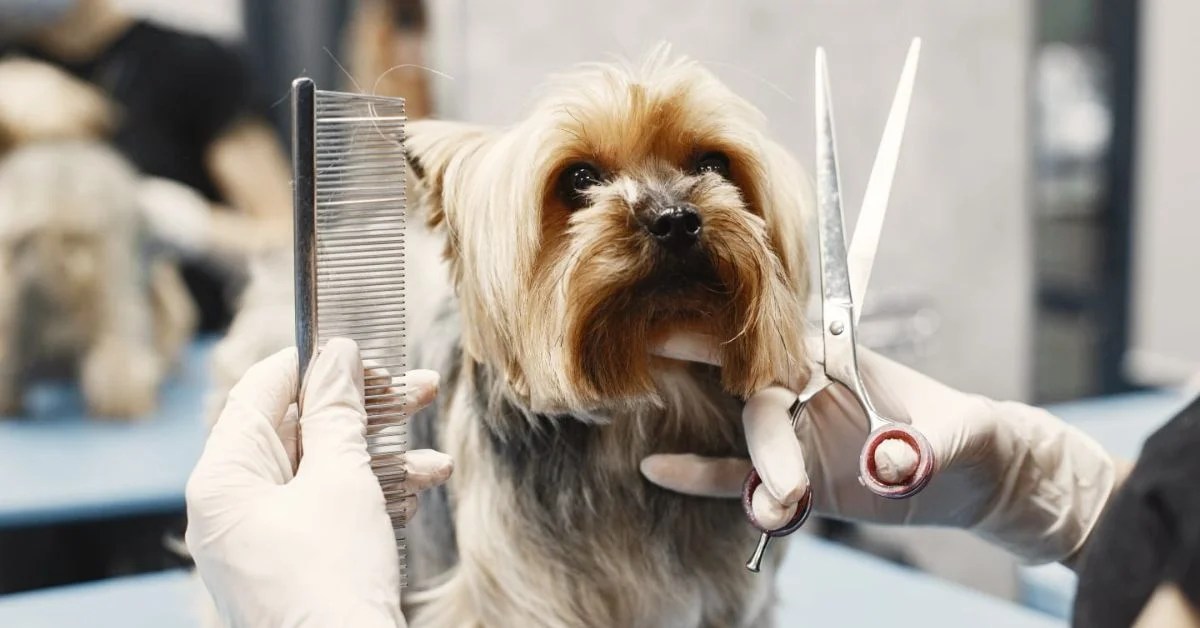 Texturizing Shears vs Thinning Shears Battle of the Blades