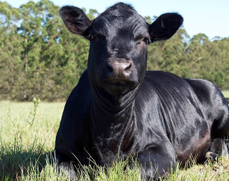 BLACK ANGUS 1/4 COW Magnalia Homestead Foundation