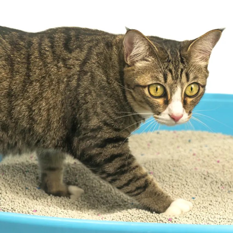 Cat Not Using Litter Box Why &amp; How