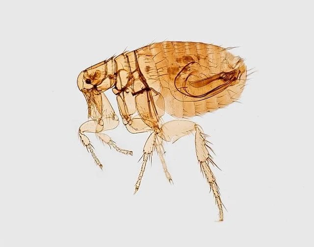 Can Fleas Live on Humans? Things You Should Know About Flea