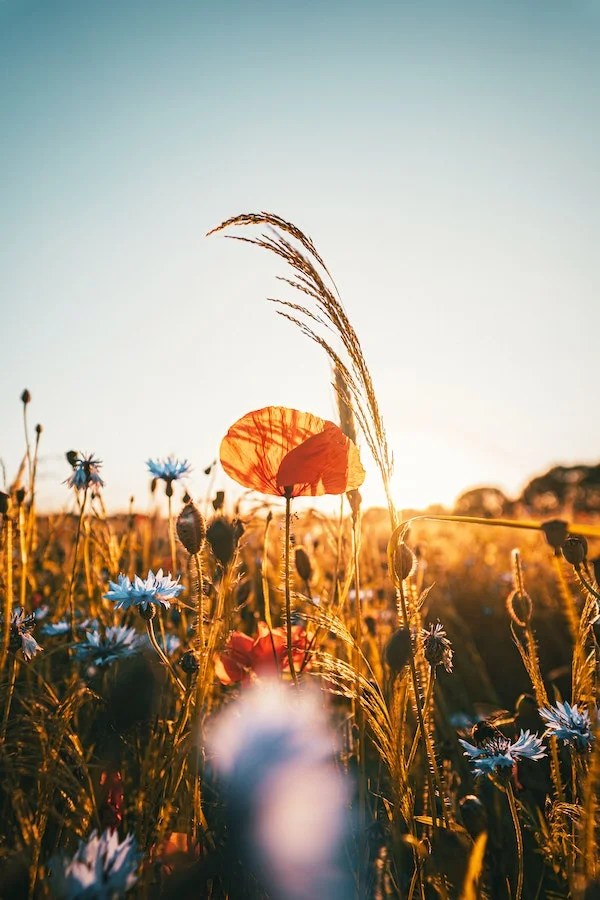 Why Do Plants Need Sunlight to Grow? Unraveling the Plant Growth