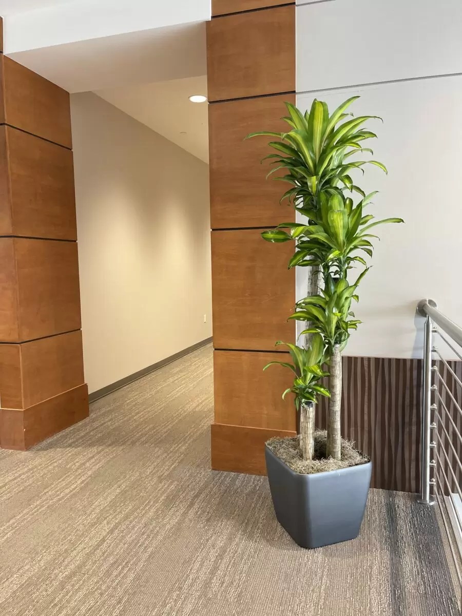 Indoor Plant Maintenance & Service in Dallas/Fort Worth, TX Magnolia