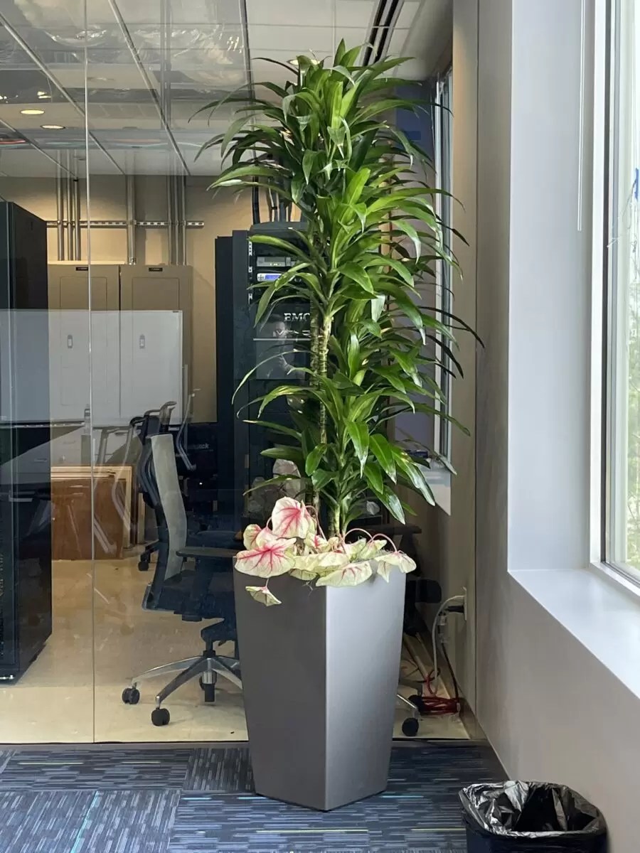 Indoor Plant Maintenance & Service in Dallas/Fort Worth, TX Magnolia