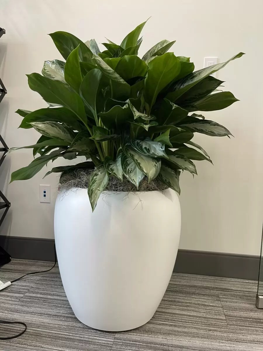 Indoor Plant Maintenance & Service in Dallas/Fort Worth, TX Magnolia