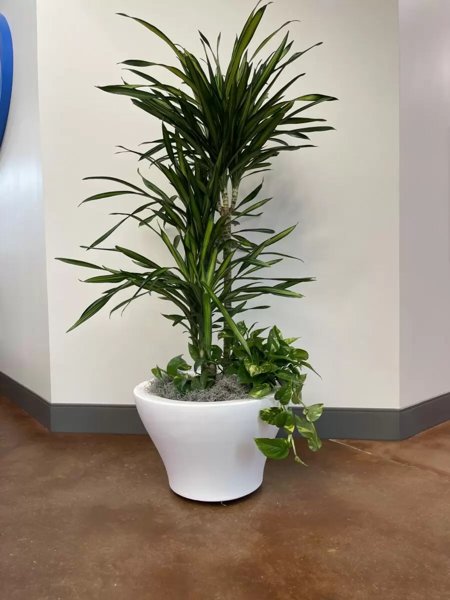 Indoor Plant Maintenance & Service in Dallas/Fort Worth, TX Magnolia