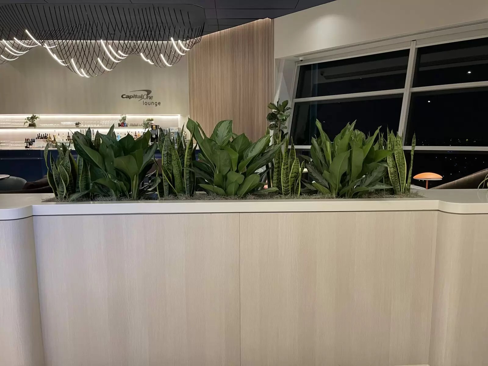 Indoor Plant Maintenance & Service in Dallas/Fort Worth, TX Magnolia