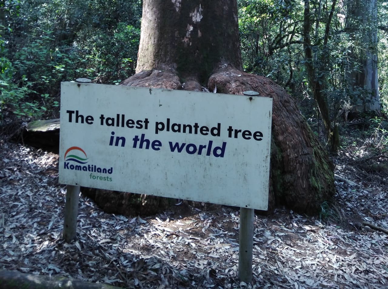 Tallest Planted tree in the world Magoebaskloof Tourism Association