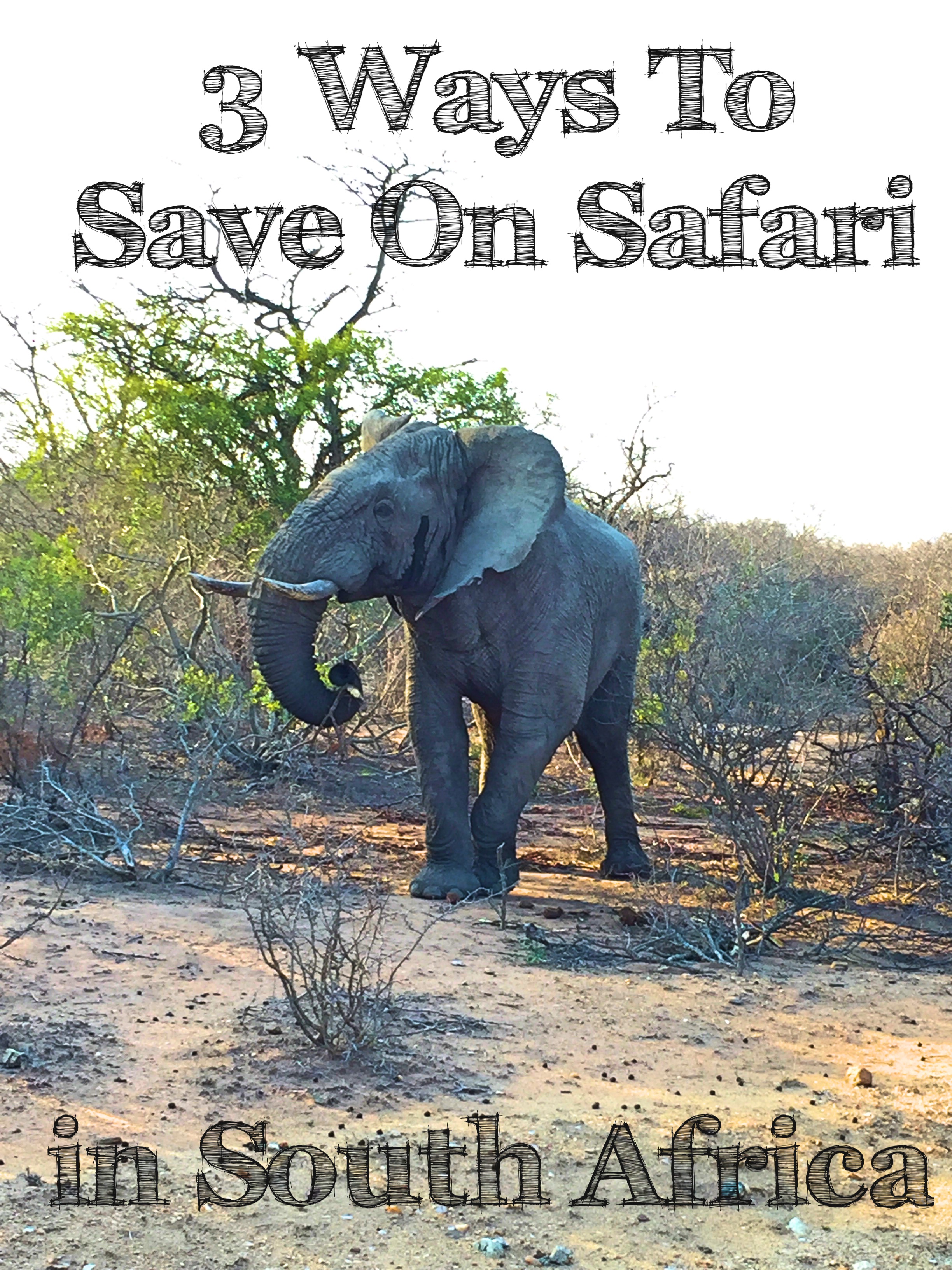 3 Ways to Save on Safari in South Africa Mags On The Move