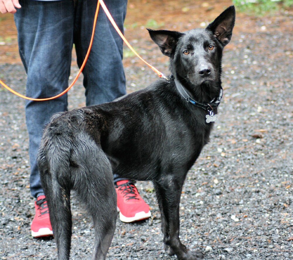 Mid Atlantic German Shepherd Rescue Magsr
