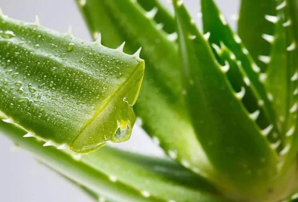 تفسير حلم رؤية نبات الصبار