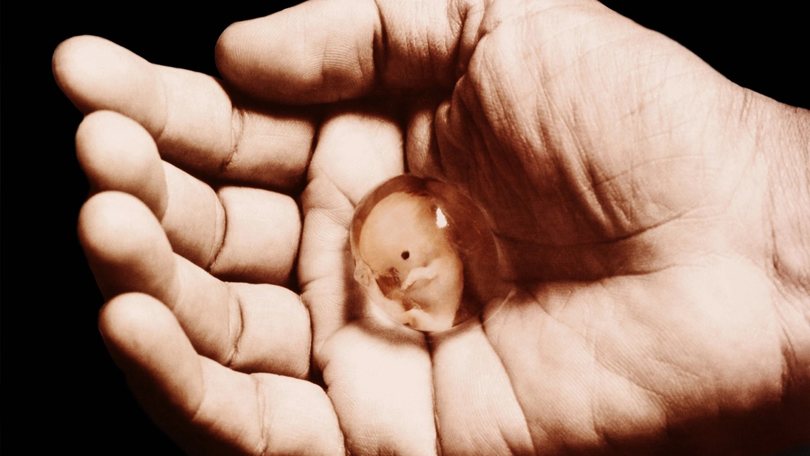 تفسير رؤية اجهاض الجنين للحامل