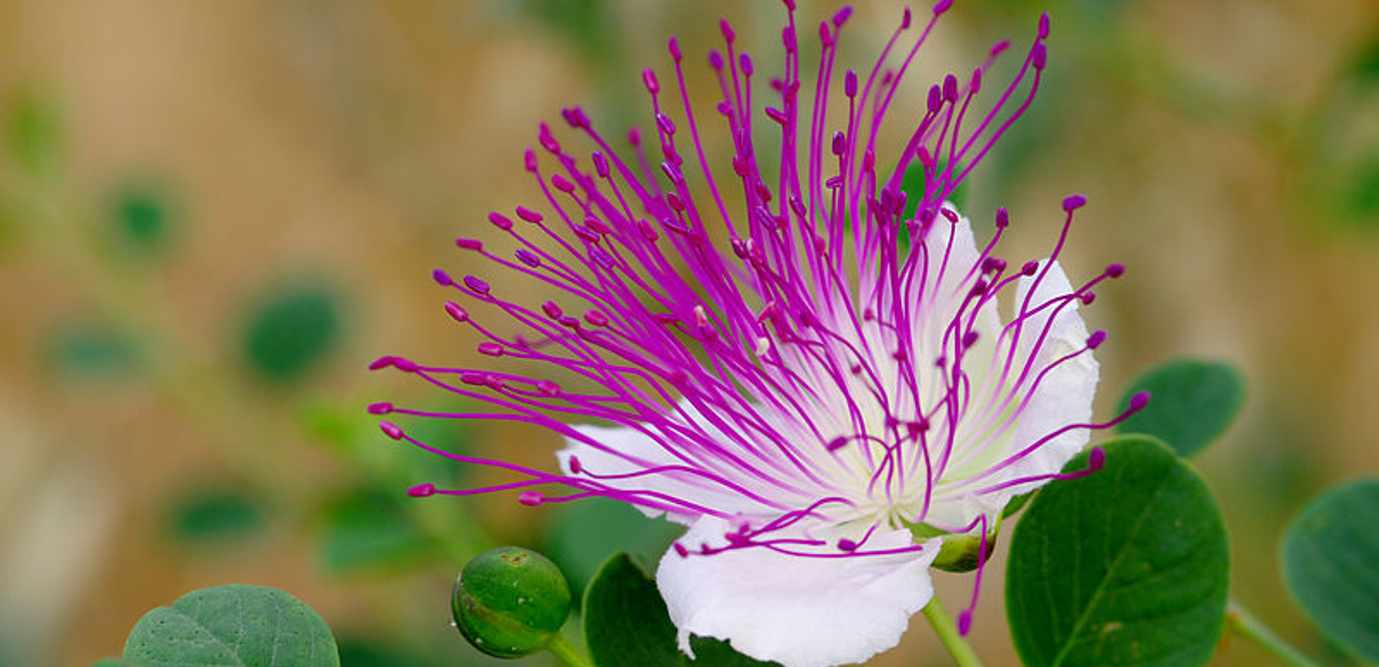 فوائد عشبة الكبار وطريقة استخدامها