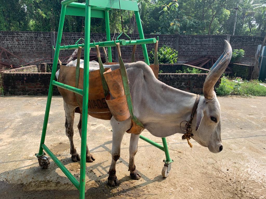 The Invaluable Cow Lifting Equipment ‘Rescuing’ the rescued cows Sage of Kanchi