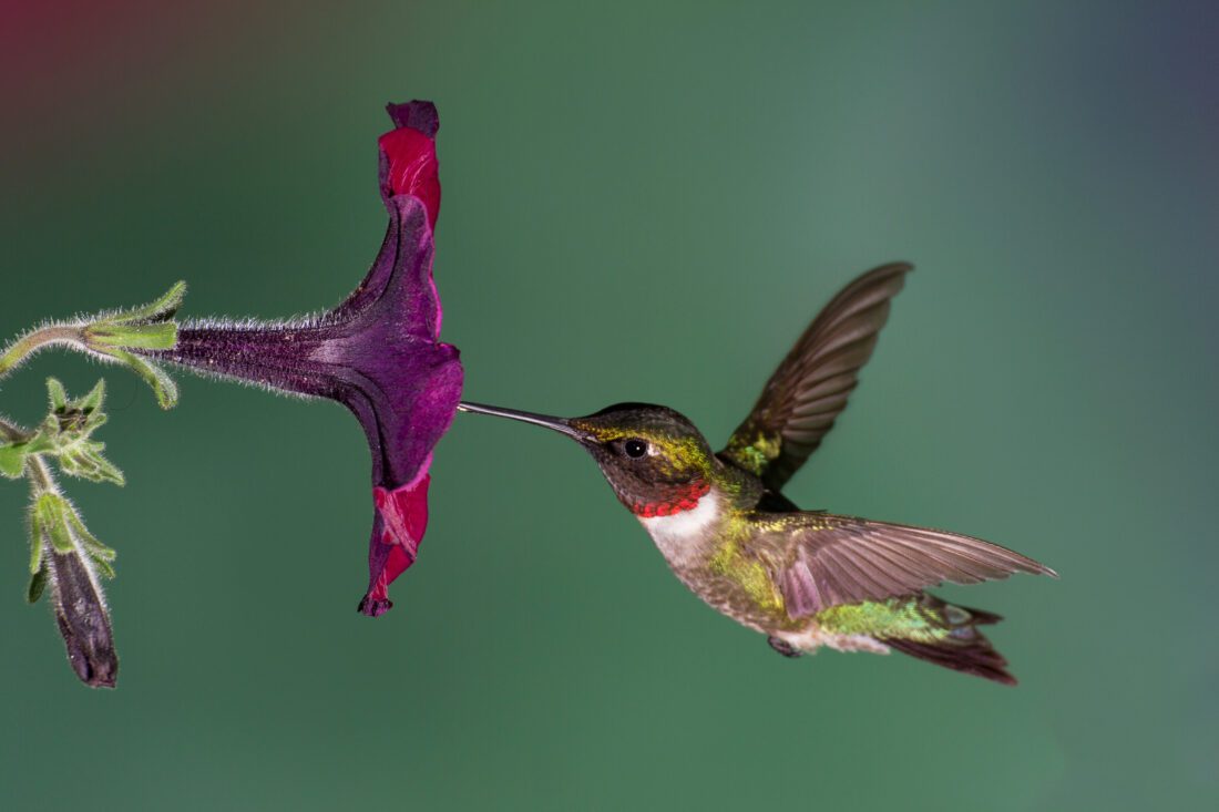 Attracting Rubythroated Hummingbirds to Your Garden Blog Mahoney's