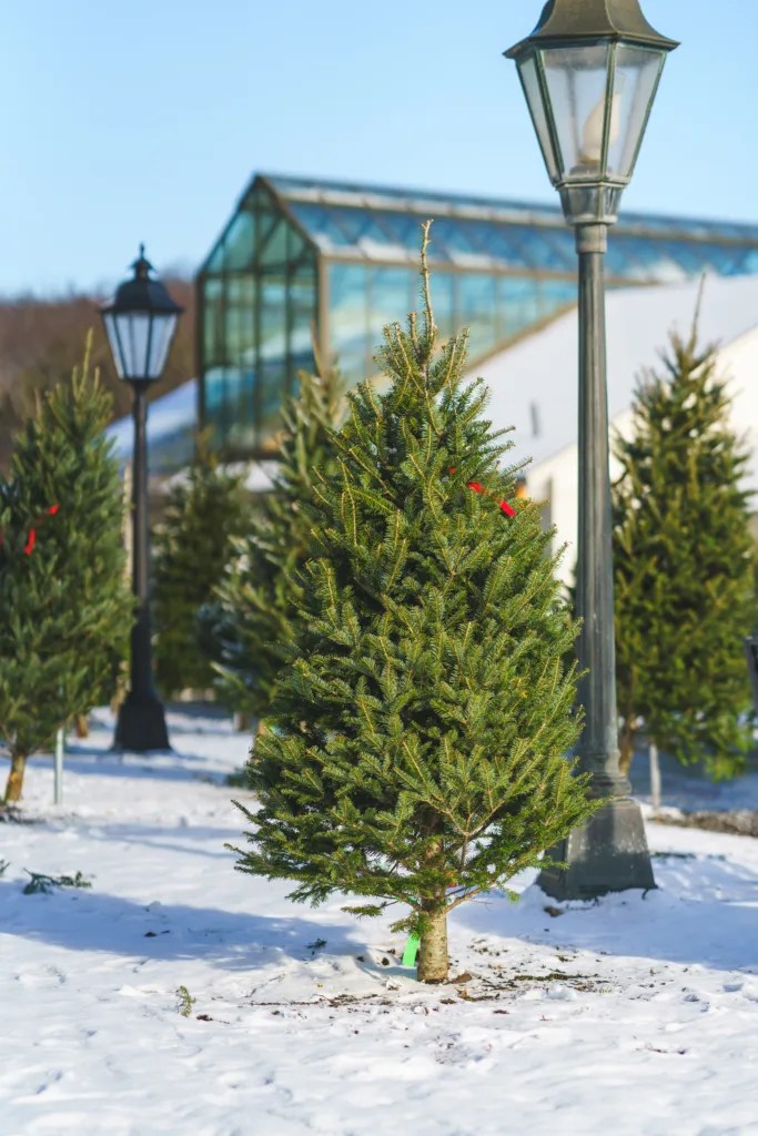 Unlocking the Secrets to Choosing and Caring for Your Fresh Cut