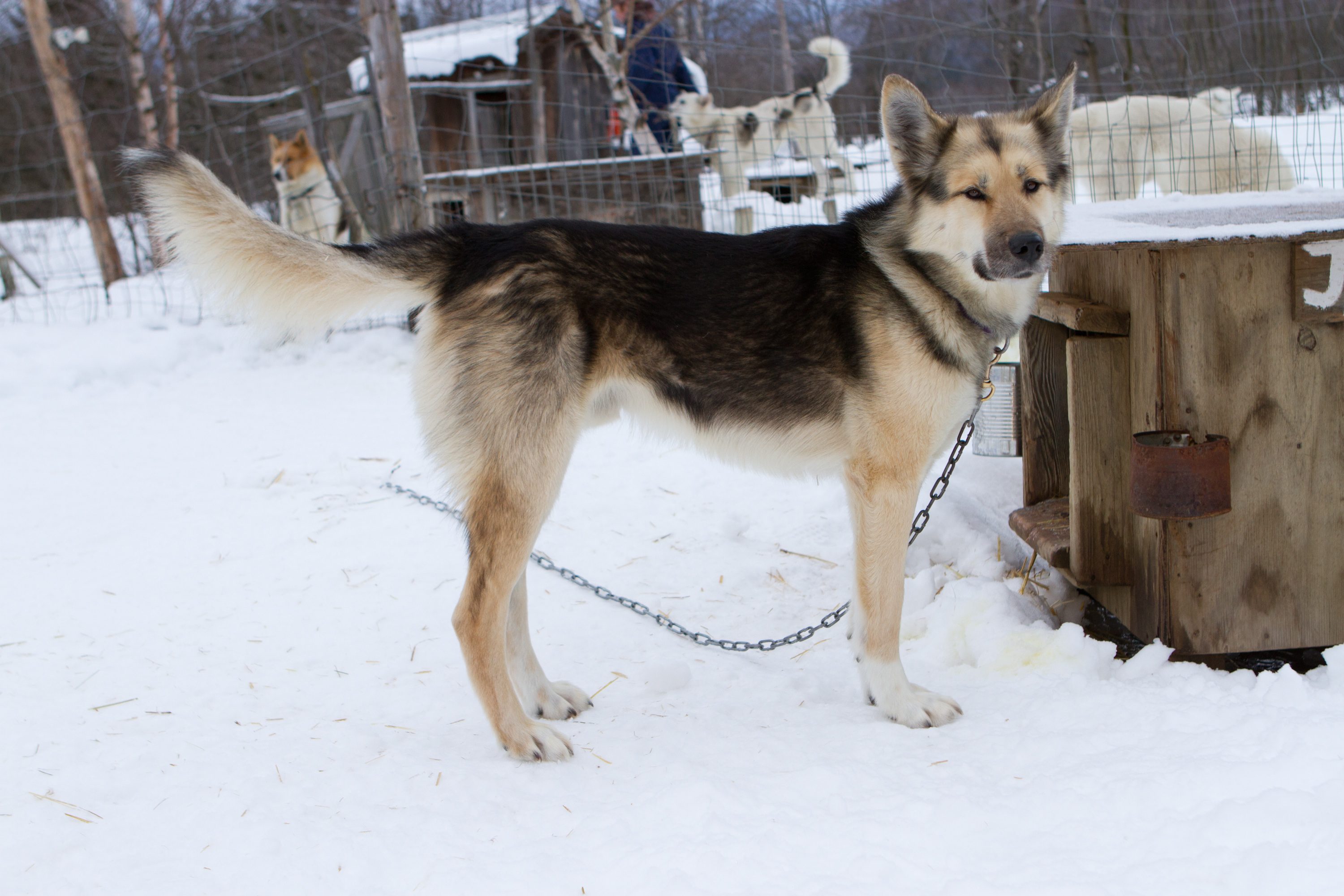 Prepare For Your Maine Dogsledding Adventure Meet Our Yukon Huskies