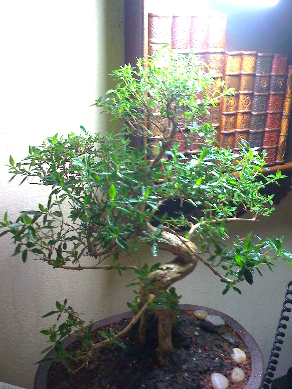 Bonsai tree supplies and bonsai trees Bonsai of Brooklyn