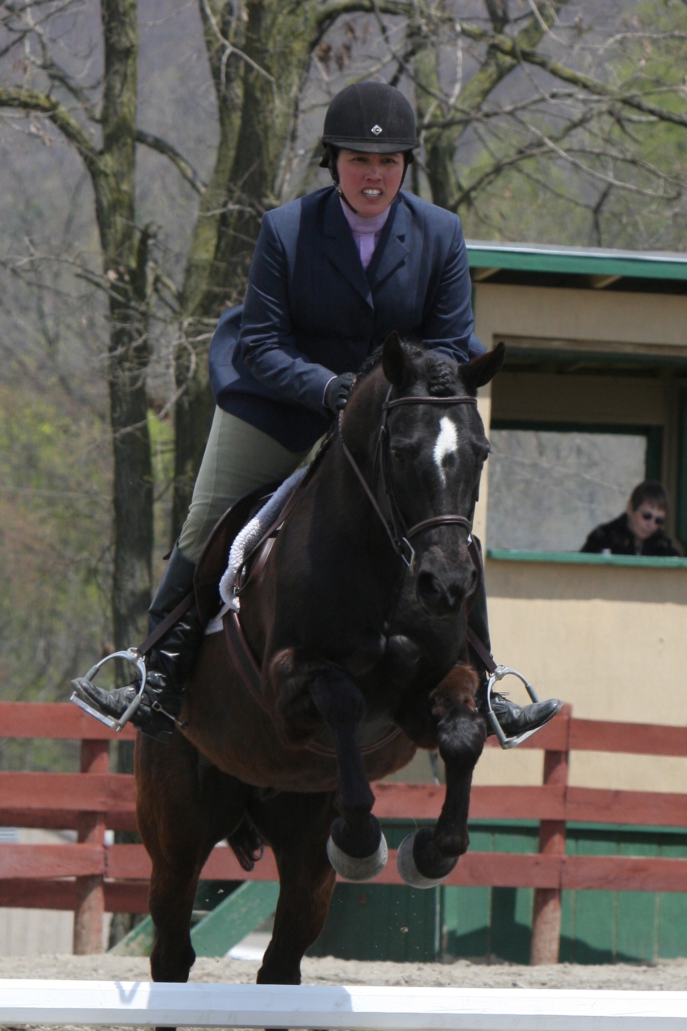 Kelviden Farm Welsh Ponies, Thoroughbreds and Crossbreds